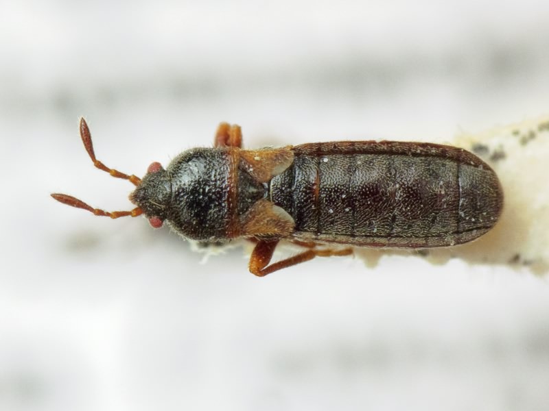 Dimorphopterus spinolae (Signoret, 1857)